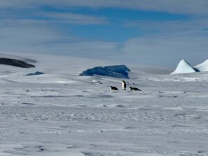 Sow hill Island, Antartica is covered in ice, and the fast ice extends for miles, providing breeding grounds for Emperor penguins.