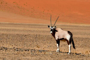 An Oryx in Namibia's desert