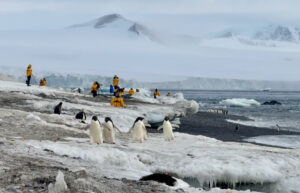 Adelie penguins arrive to breed on Brown Bluff