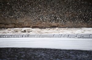 Adelie penguin step out of the colony in masses at Vortex Island
