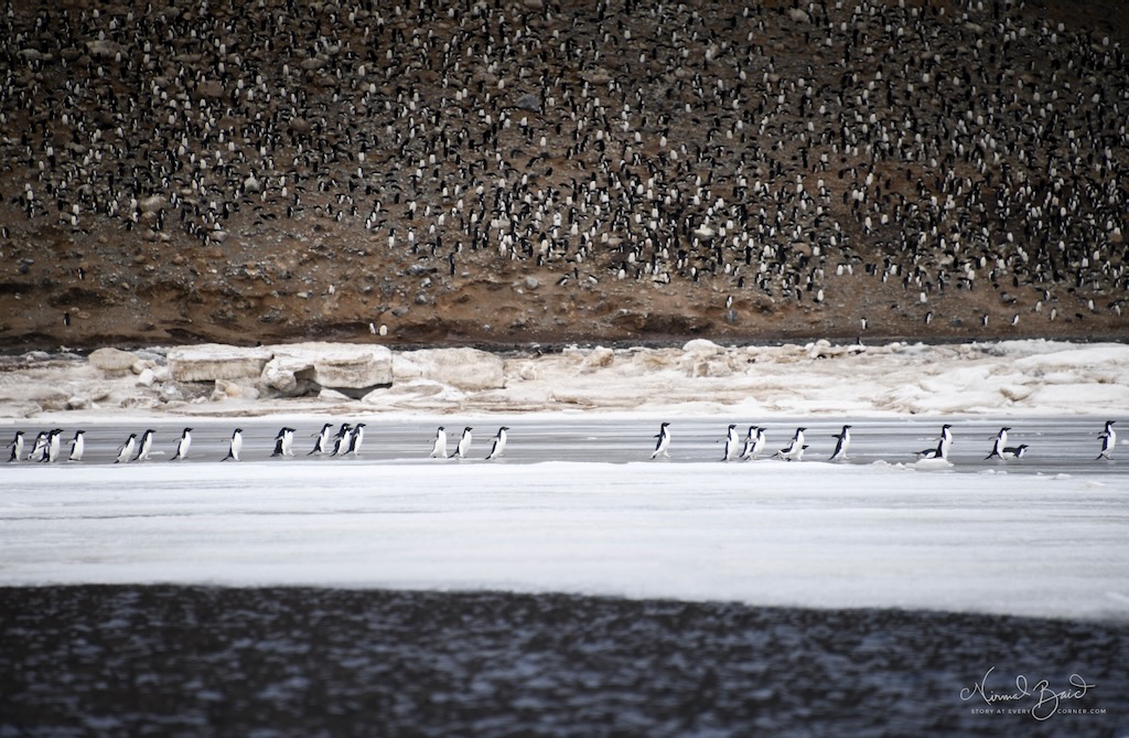 Adelie penguin colony at Vortex Island, Antarctice
