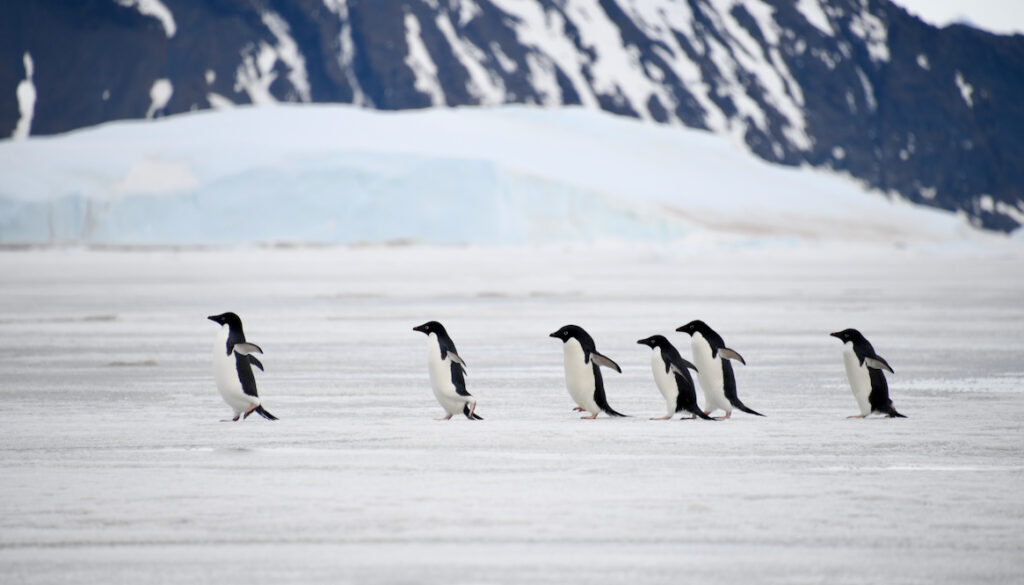 Adelie penguins at Vortex island Antarctica