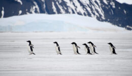 Adelie penguins at Vortex island Antarctica