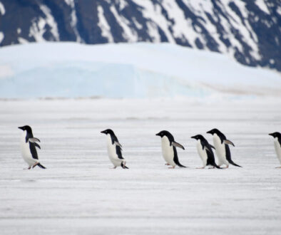 Adelie penguins at Vortex island Antarctica