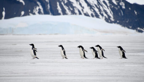 Adelie penguins at Vortex island Antarctica