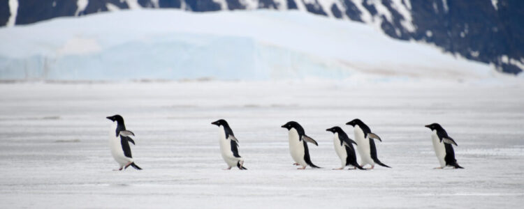 Adelie penguins at Vortex island Antarctica