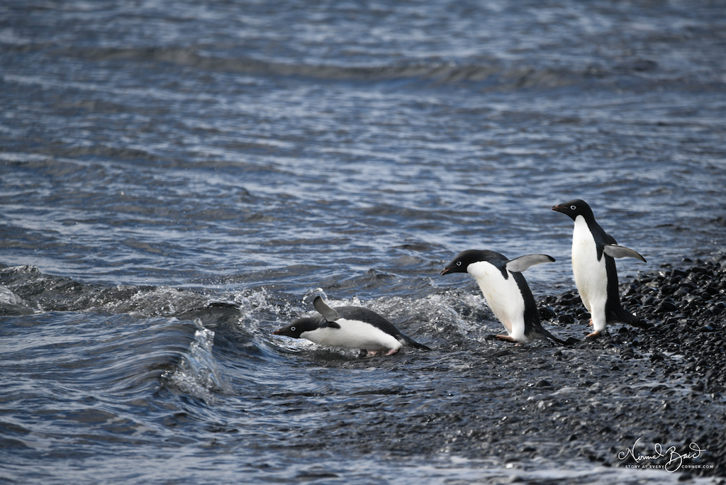 Adelie penguins at Vortext island Antarctica