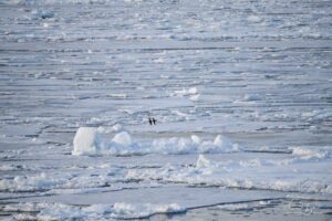 Adelie penguins on ice formation and iceberg in Weddell Sea Antarctica