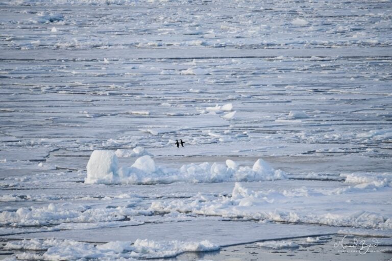 Gentoo, Adélie, and Chinstrap Penguins of Antarctica in Photos - Story ...