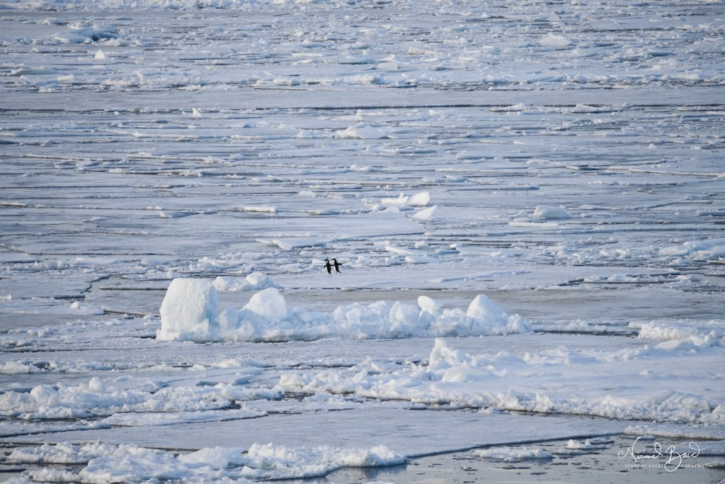 Adelie penguins on ice formation and iceberg in Weddell Sea Antarctica