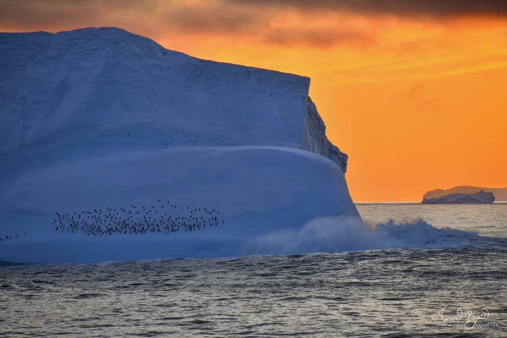 An iceberg sighting with penguins in Antarctica 