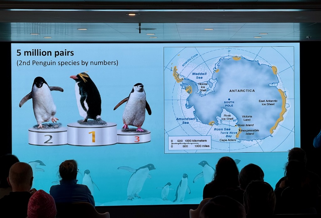 Arctarctica penguins with Fabrice
