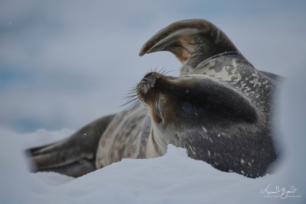 Baby Weddell seal with raised hand at Port Charcot Antarctica