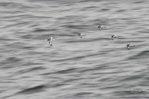 Cape Petrel in flight formation