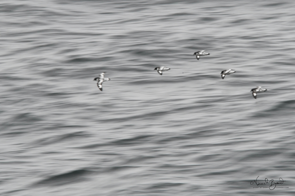 Cape Petrel in flight formation