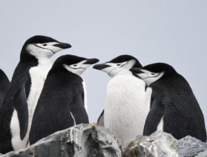 Chinstrap penguins at Half Moon Island, Antarctica