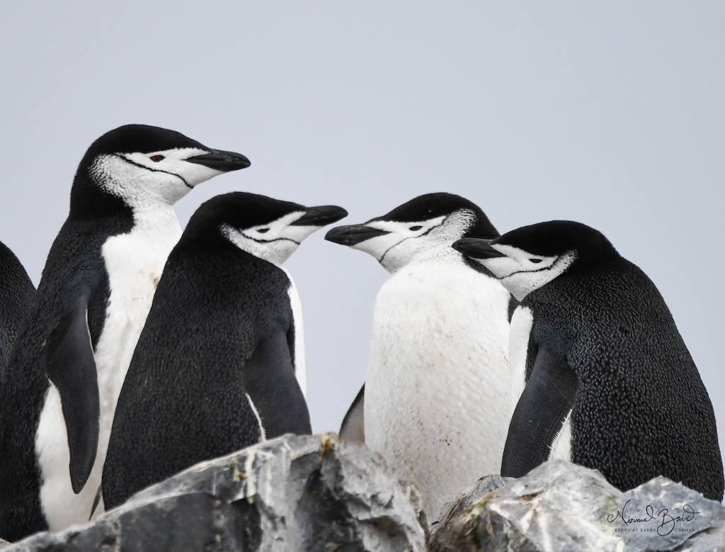 Chinstrap penguins at Half Moon Island, Antarctica