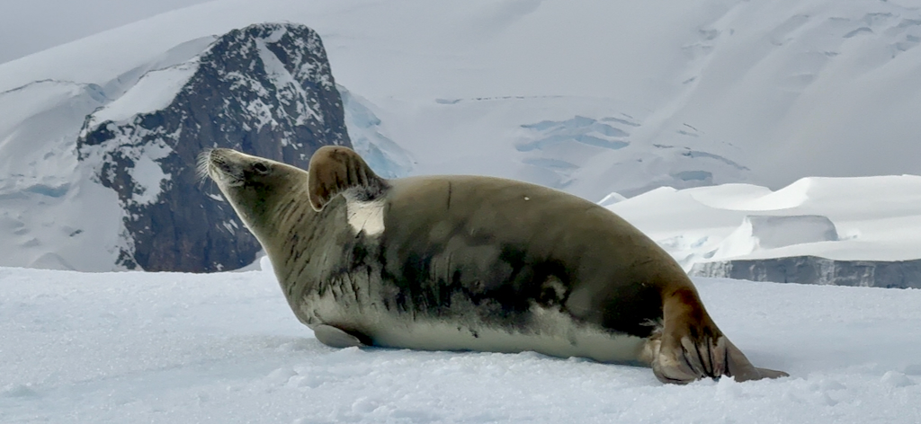 Crabeater seal at Cierva Cove in Antarctica 