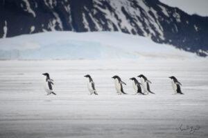 Adelie penguins arrive at Vortex island