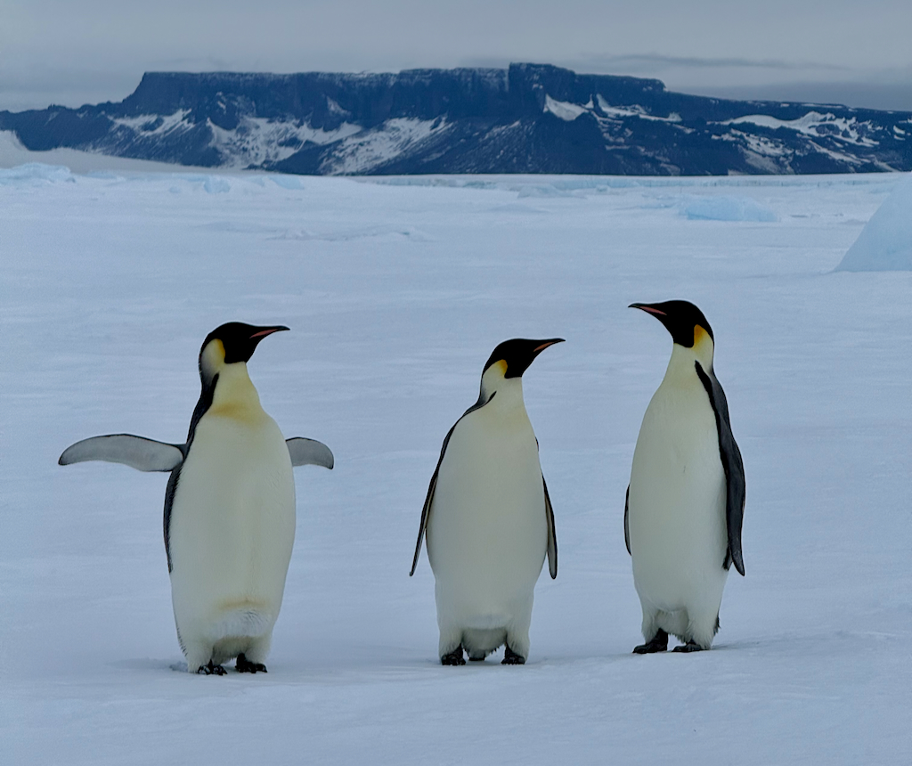 Emperor Penguins in animated conversation at Snow Hill Island Antarctica
