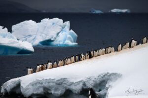 Gentoo Penguins at Cuverville Island, Antarctica