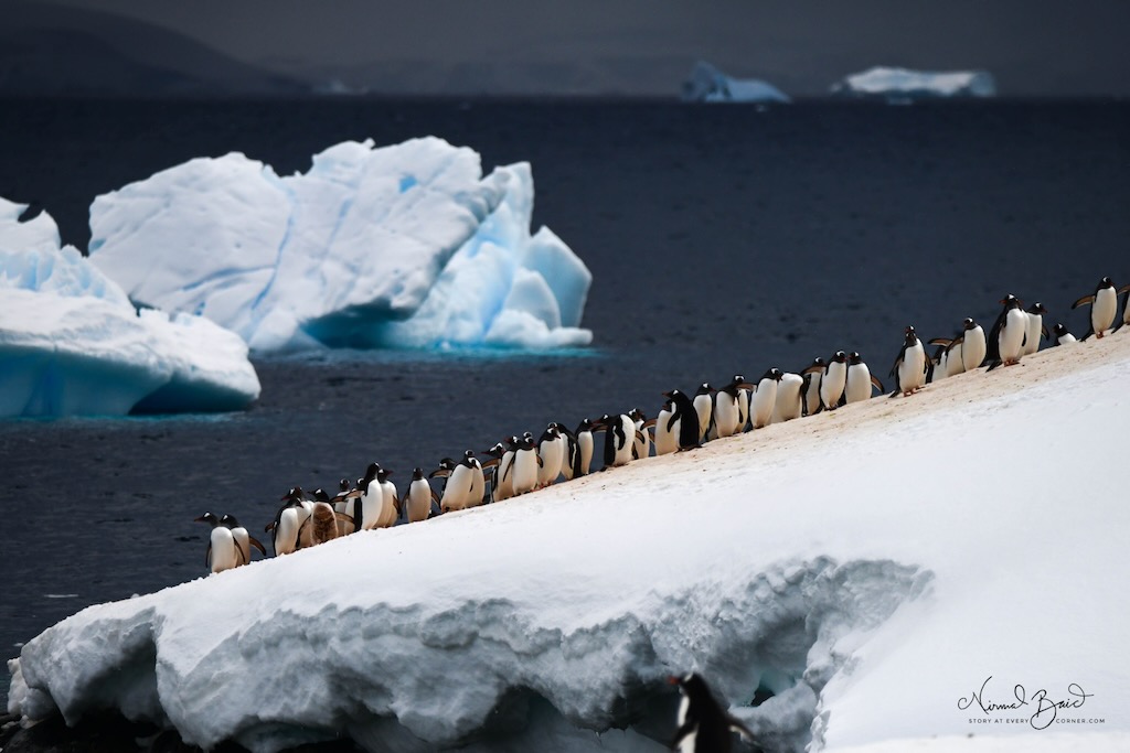 Gentoo Penguins at Cuverville Island, Antarctica