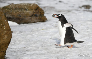 Gentoo penguin carrying a rock for his nest in Brown Bluff Antarctica