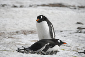 Gentoo penguin couple nesting in Brown Bluff Antarctica