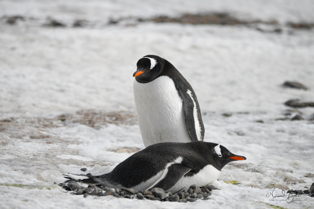 Gentoo penguin couple nesting in Brown Bluff Antarctica