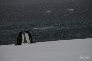 A romantic gentoo penguin couple at Peterman Island