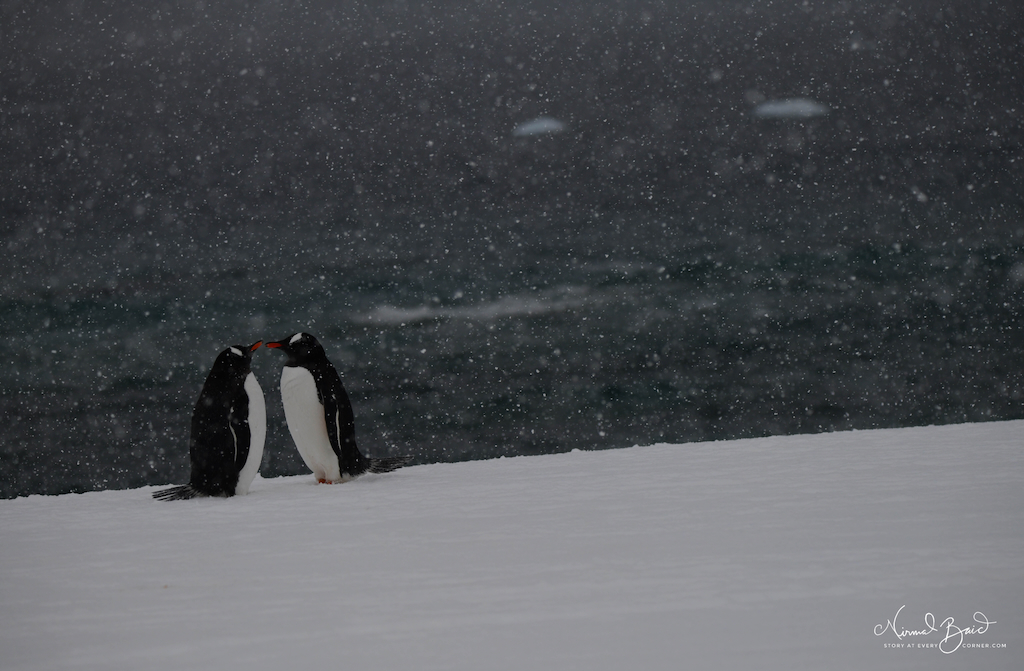Gentoo penguins at Peterman island 