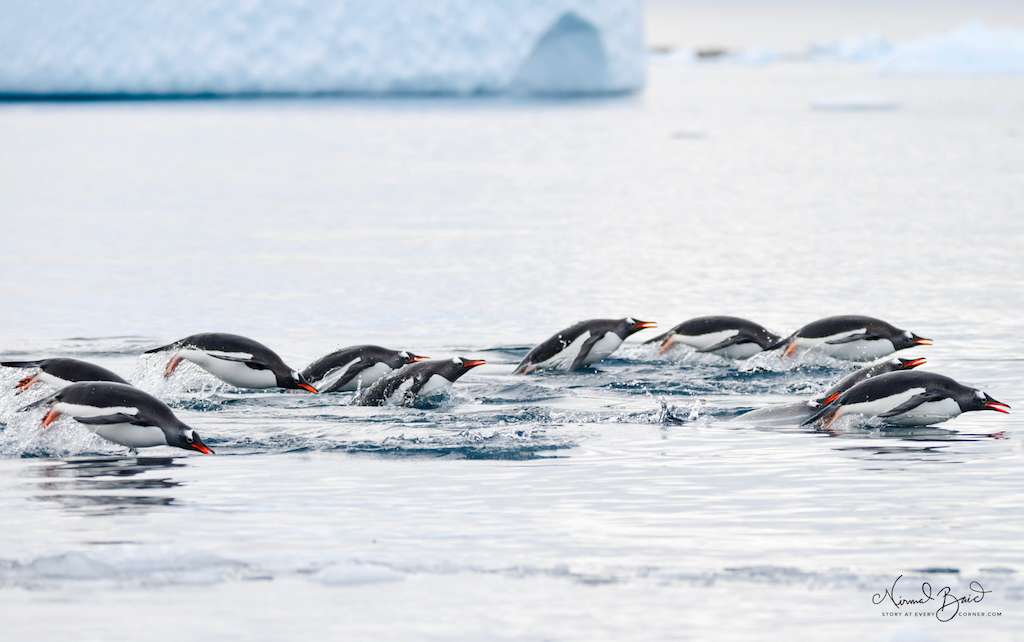 Gentoo penguins porpoising near Wiencke Island Antarctica 
