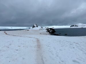 Hike to chinstrap penguin colony on Half Moon island Antarctica