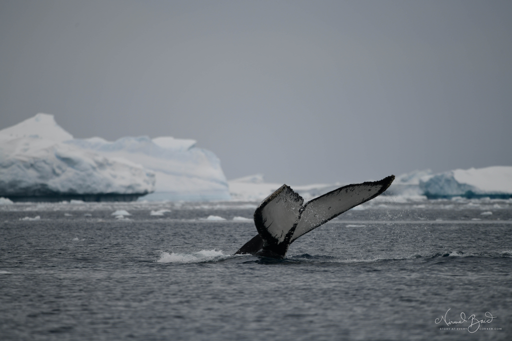Humpback whale fluke Antarctica