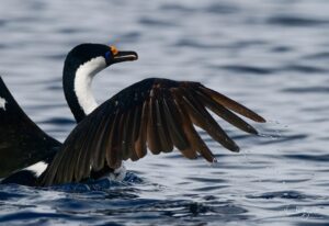 Imperial Cormorant at Neko Harbor Antarctica