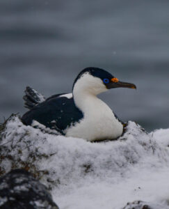 Imperial cormorant nesting at Booth Island, Antartica