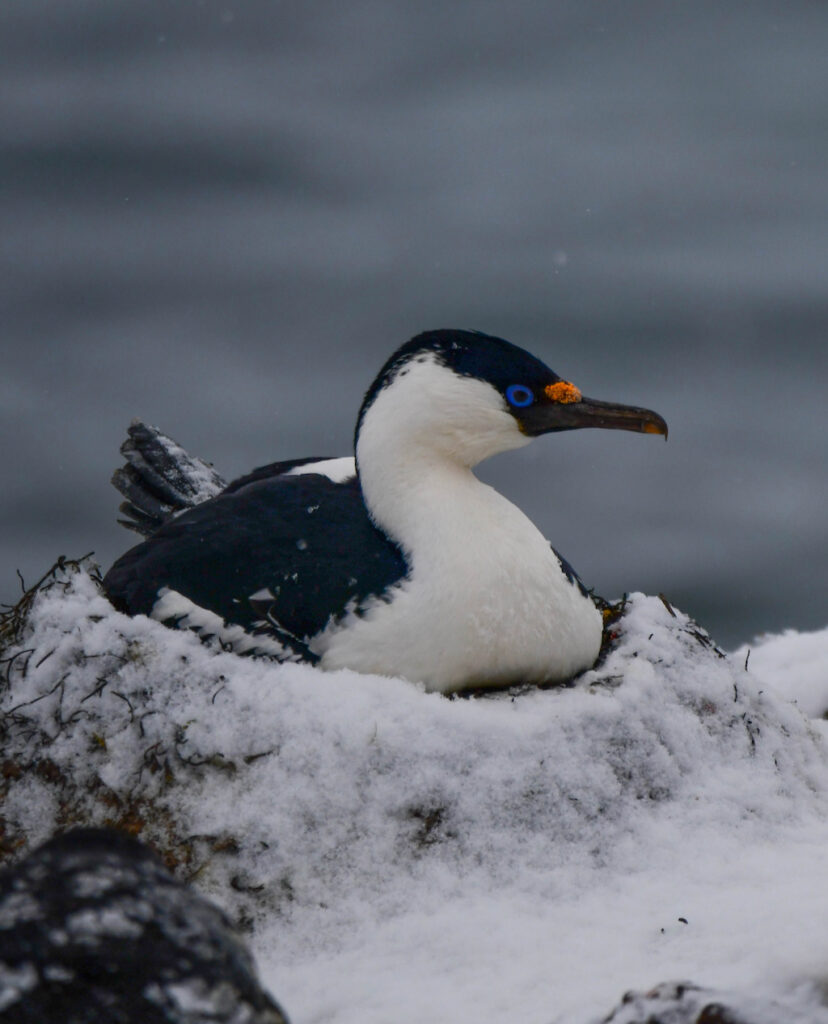 Imperial cormorant nesting at Booth Island, Antartica 
