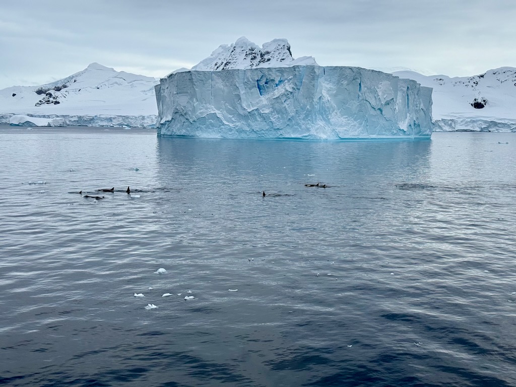 Large pod of orcas swim by at dinner in Neko Harbor, Antarctica 