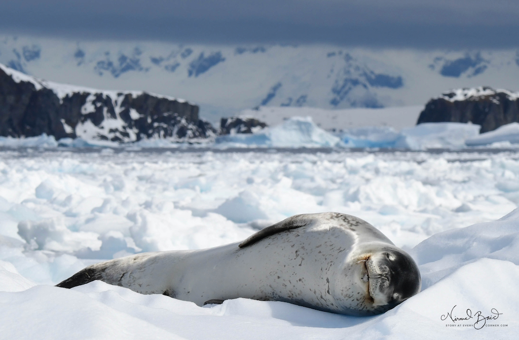 Leopard seal at Cierva Cove, Antarctica 