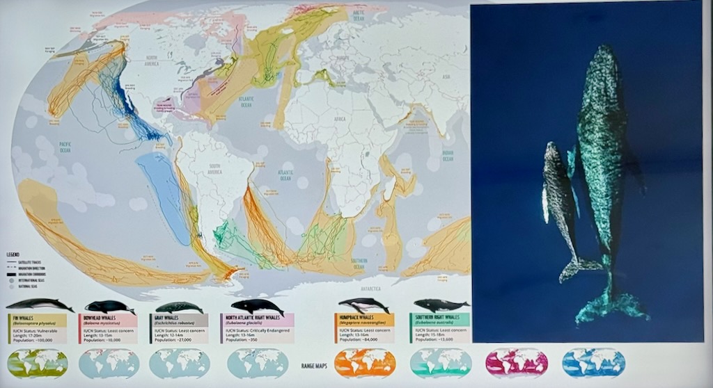 Meeting the Leviathan - Cetaceans of Antarctic Peninsula with Marine Biologist, Grigory