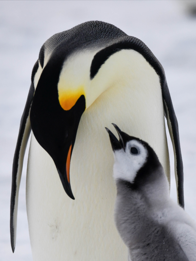 What did the Emperor penguin chick tell their parent on Snow Hill Island, Antarctica