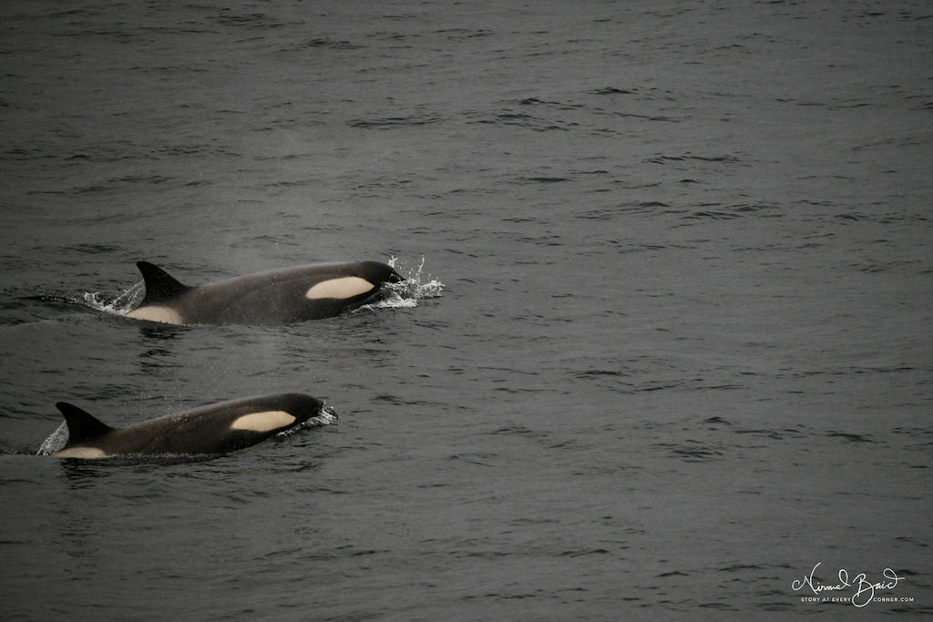Pod of Orcas near Baily head, Antarctica