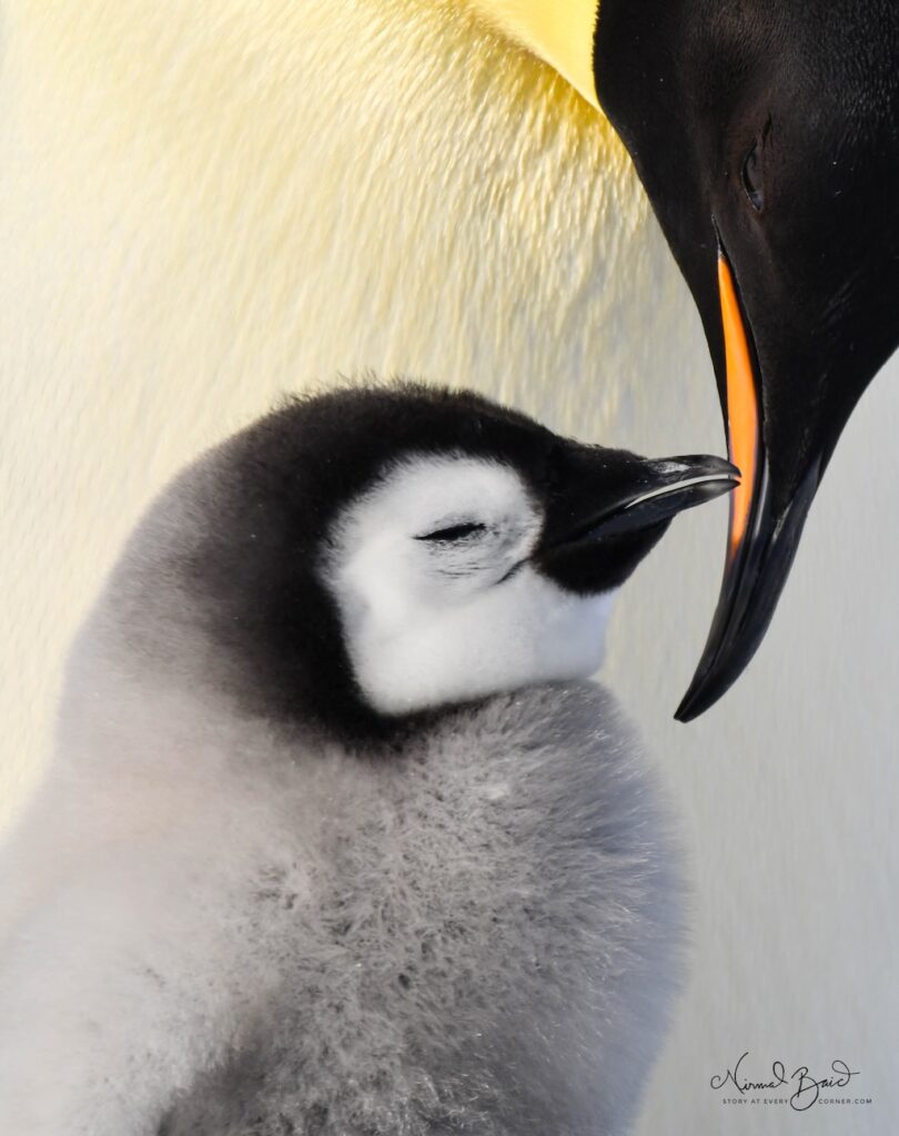 Parent and child emperor penguins in love on Snow Hill island Antarctica