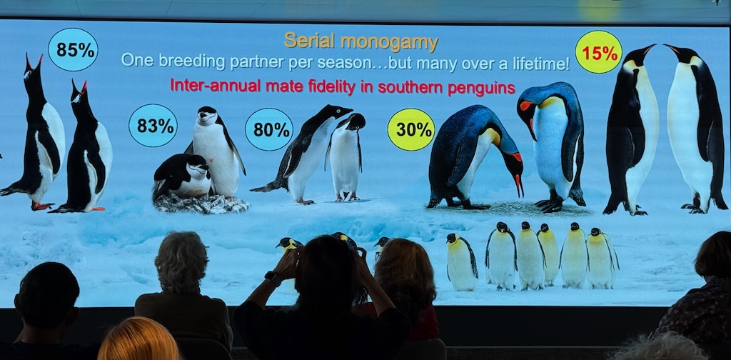 Penguin are monogamous for a mating season. But mate fidelity in penguins is tied to nest fidelity in future years. Emperor penguins have no nest hence chance of finding the same partner.