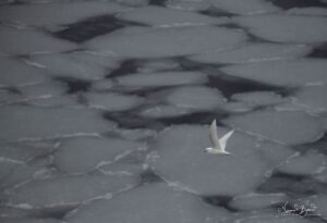 Antarctic Snow Petrels over pancake ice with soft slushy edged formed by hitting each other over water just below freezing point