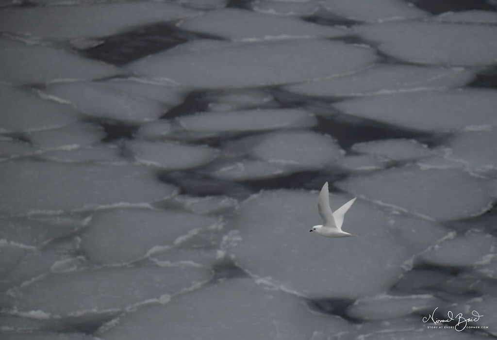 Antarctic Snow Petrels over pancake ice with soft slushy edged formed by hitting each other over water just below freezing point