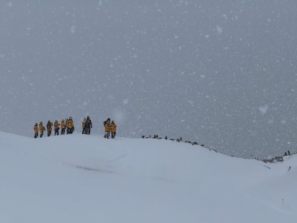 Visiting Gentoo colony at Peterman island, Antarctica 