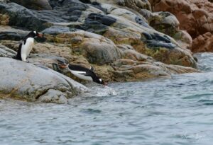 Gentoo penguins jumping in at Primavera Argentina station, in Cierva Cove Antarctica