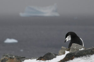 A chinstrap penguin in Antarctica