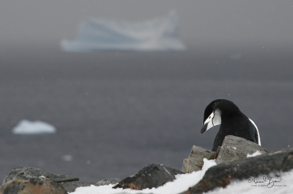 A chinstrap penguin in Antarctica